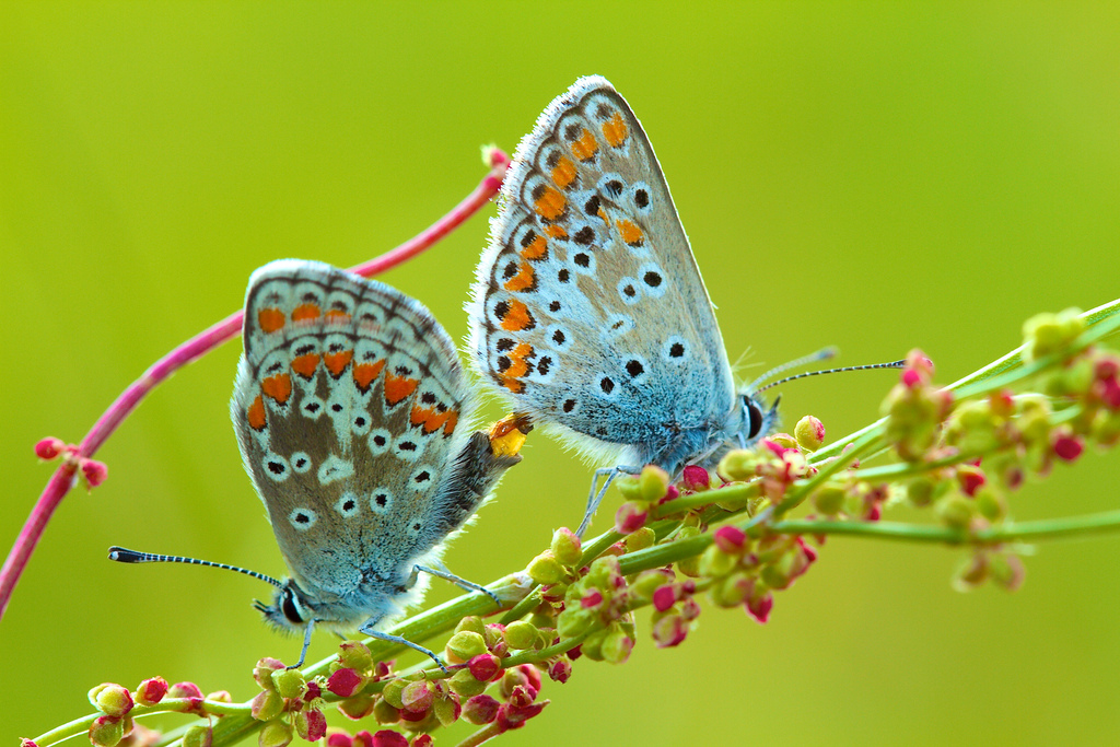 Butterfly sex by SamuelJohn.de, on Flickr