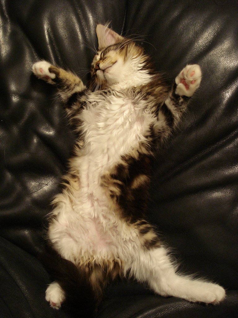 Cat sleeping on her back by barbourians, on Flickr