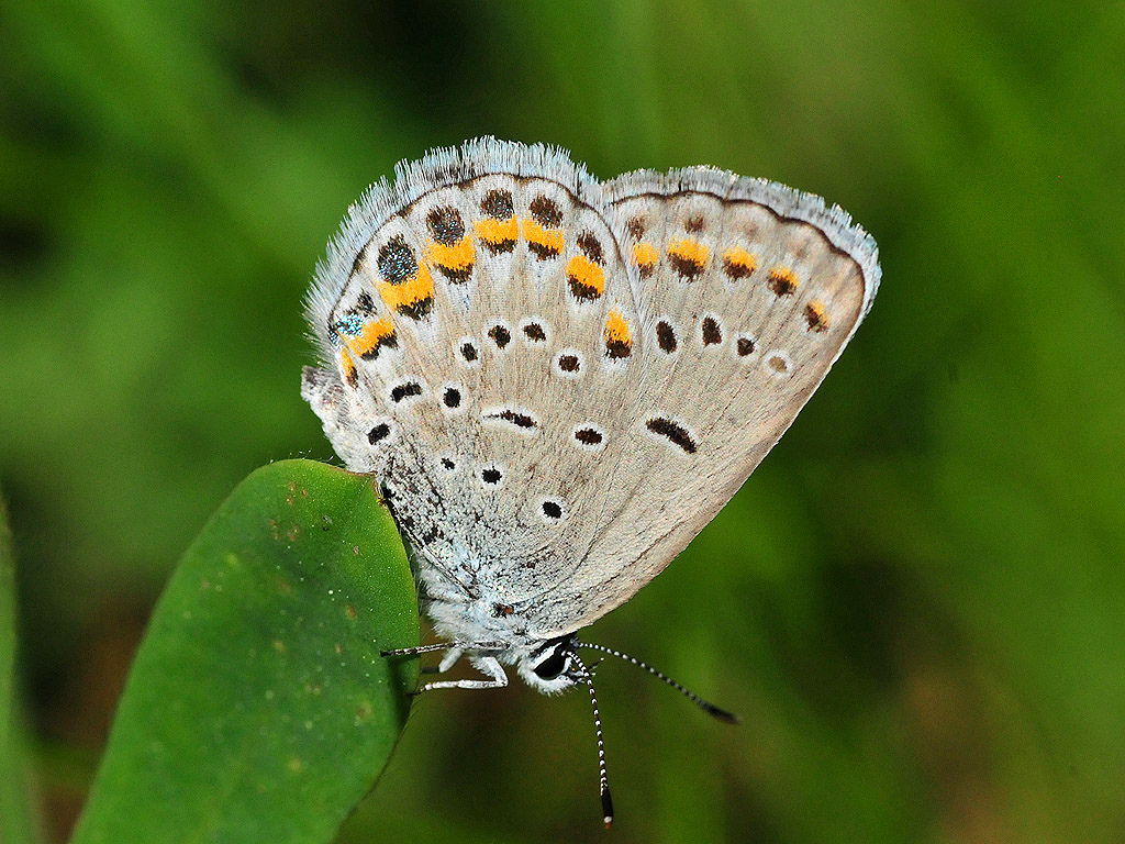 Karner blue butterfly (Lycaeides melissa by U.S. Fish and Wildlife Service - Midwest Region, on Flickr
