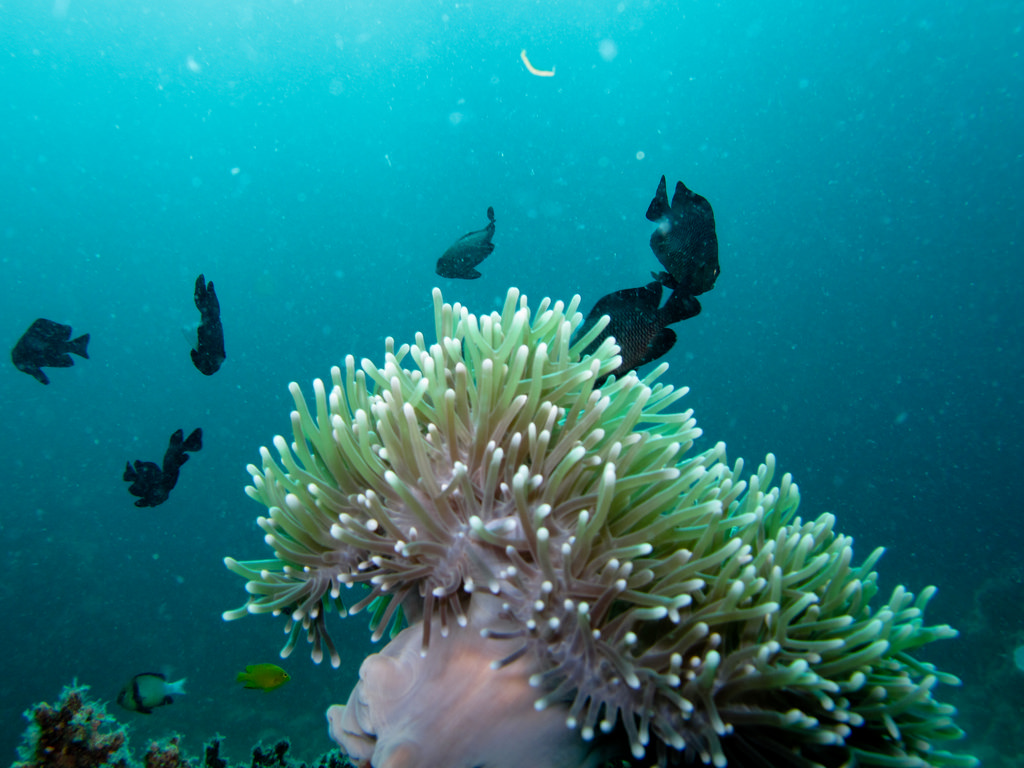 Sea anemone and black fish by quinet, on Flickr