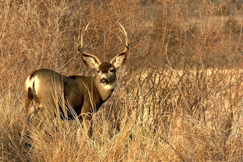 Mule deer buck at Malheur Refuge by USFWS Headquarters, on Flickr