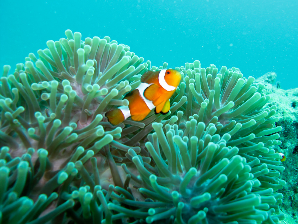 Clown Fish by quinet, on Flickr