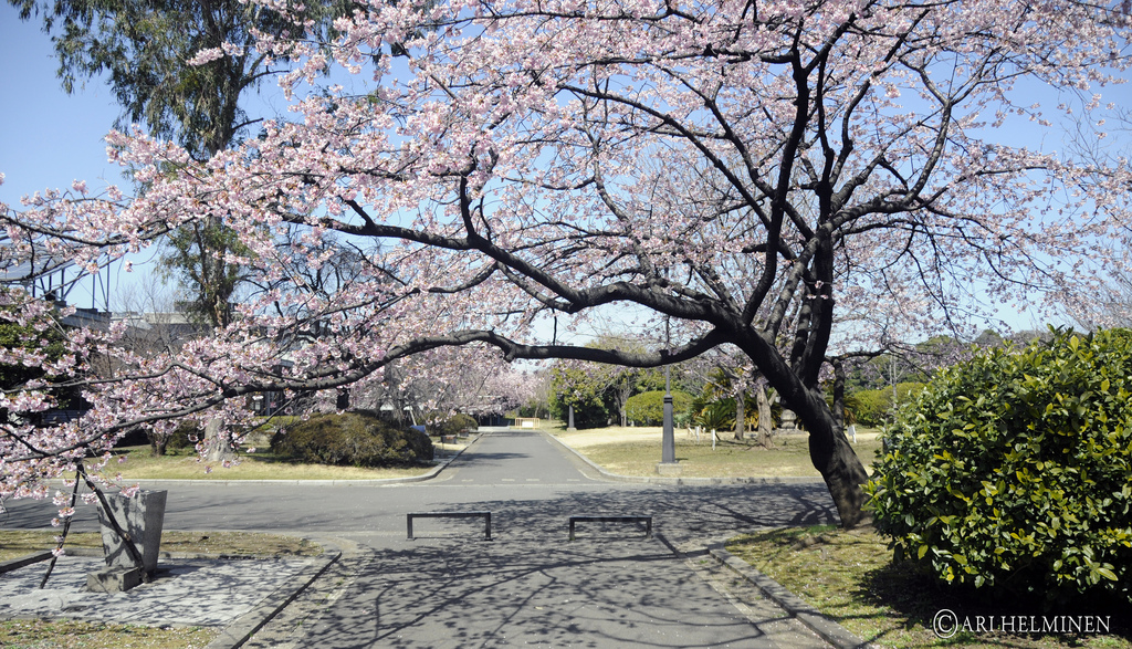 Sakura Tokyo, Japan 東京　日本 by Ari Helminen, on Flickr