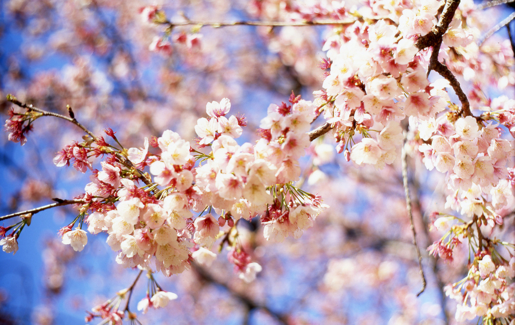 Cherry Blossom by mrhayata, on Flickr