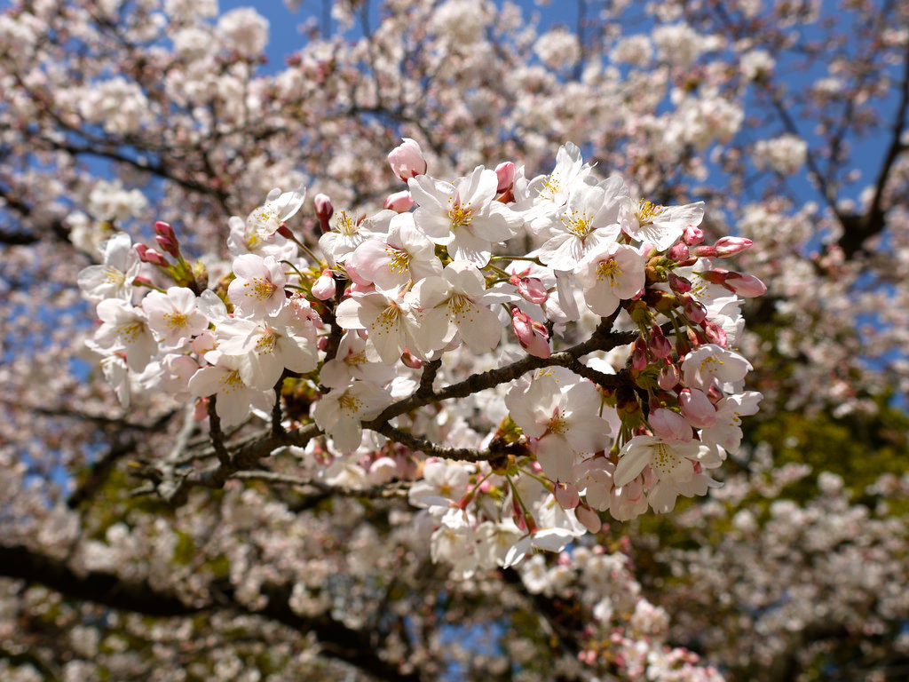Sakura at Kinshi Park by Yoshikazu TAKADA, on Flickr