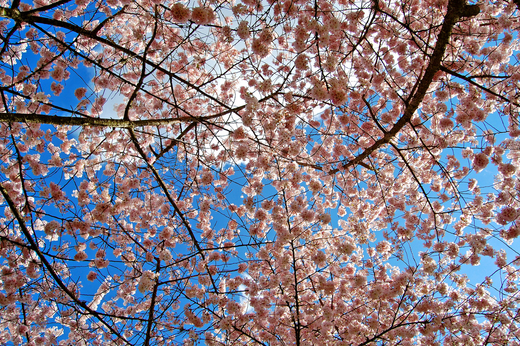 April Sakura In Salem Oregon by Edmund Garman, on Flickr