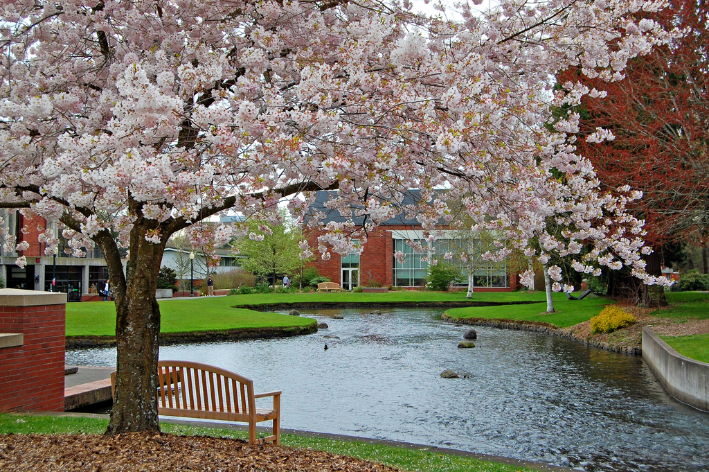 Sakura at Willamette University 2011 by Edmund Garman, on Flickr