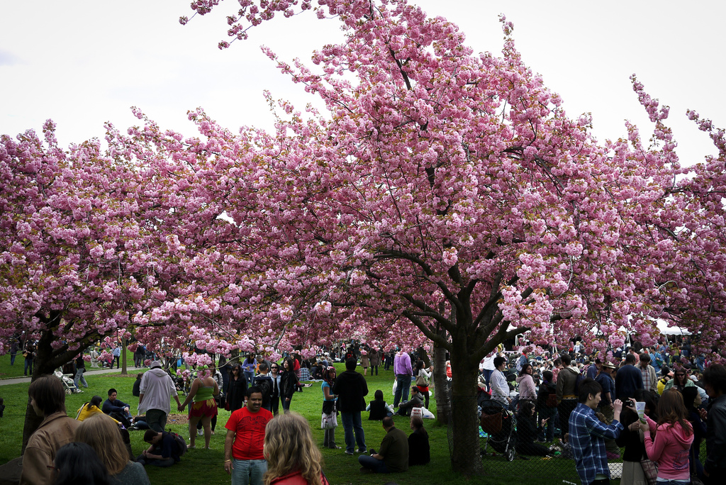 Sakura Matsuri, Cherry Blossom Festival by vishpool, on Flickr