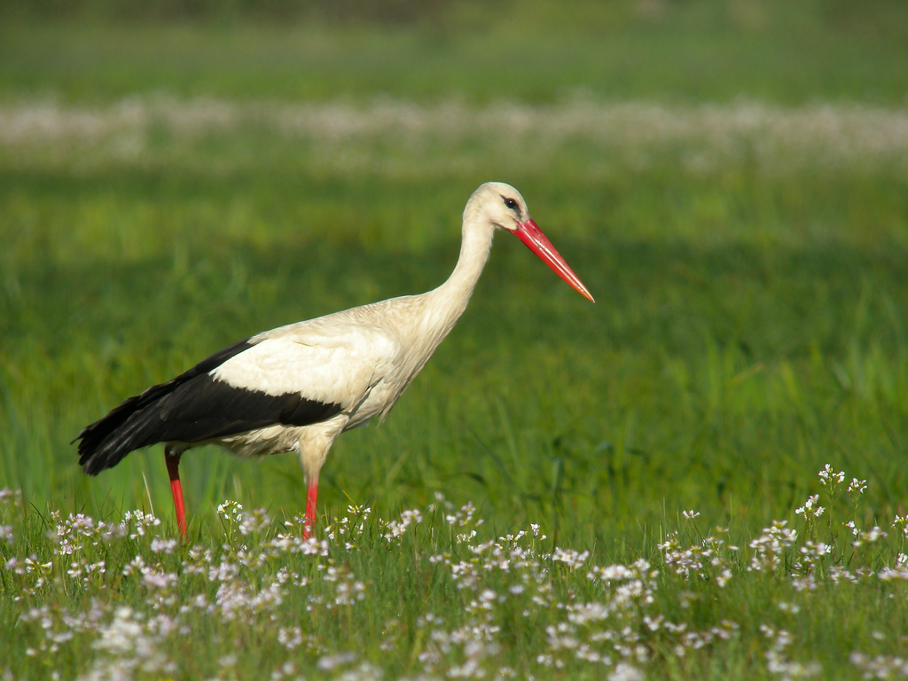 White Stork (Ciconia ciconia), Zajki mea by Frank.Vassen, on Flickr