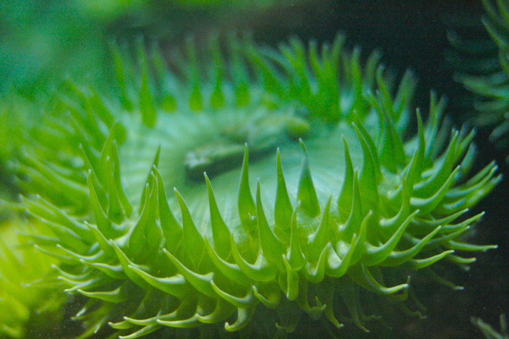 Sea Anemone #3 by poplinre, on Flickr