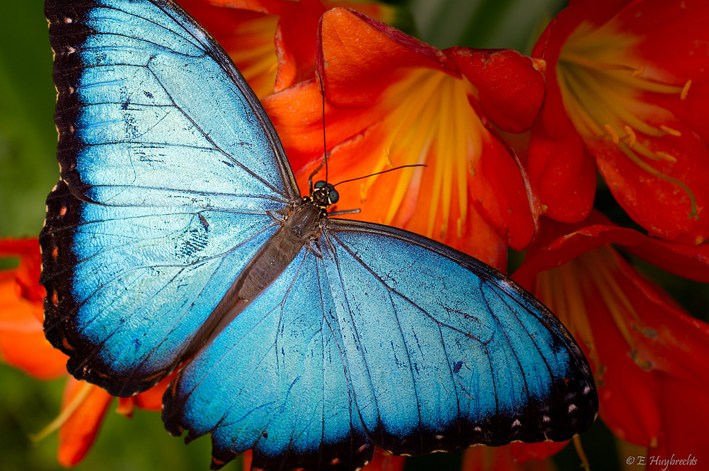 Papillon Bleu - Blue Butterfly by Manu_H, on Flickr