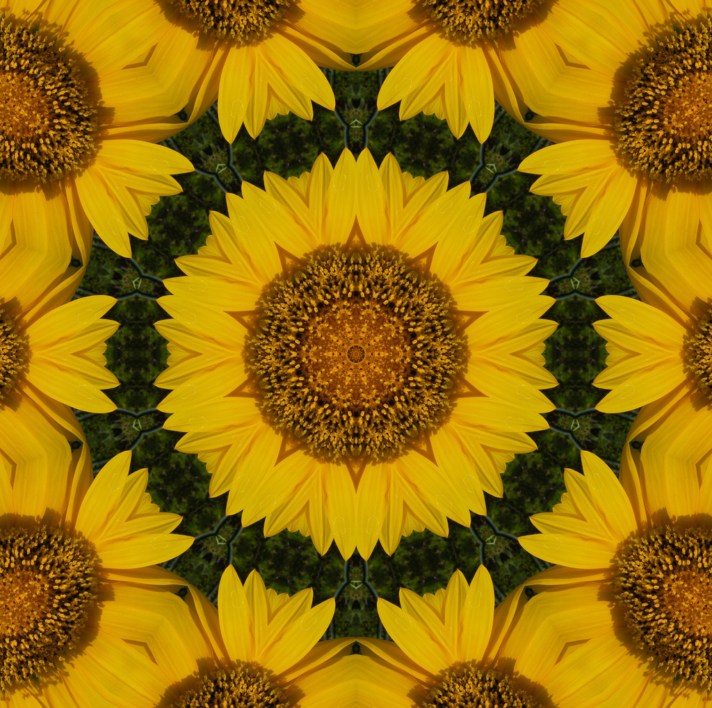 Sunflower Kaleidoscope by garlandcannon, on Flickr