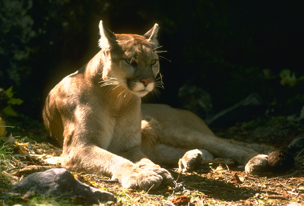 Mountain Lion by CaliforniaDFW, on Flickr