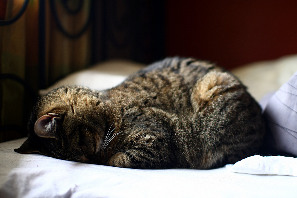 Faceplant Sleeping by Martin Cathrae, on Flickr