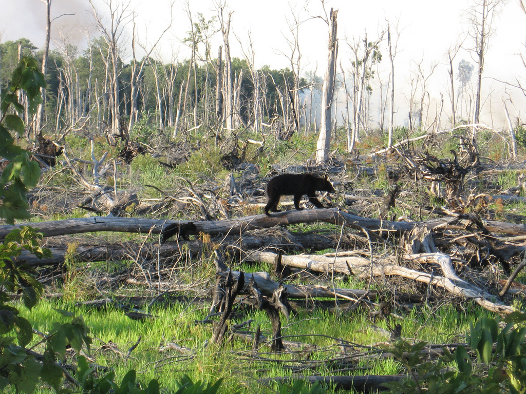 Bears at Lateral West Fire by U. S. Fish and Wildlife Service - Northeast Region, on Flickr