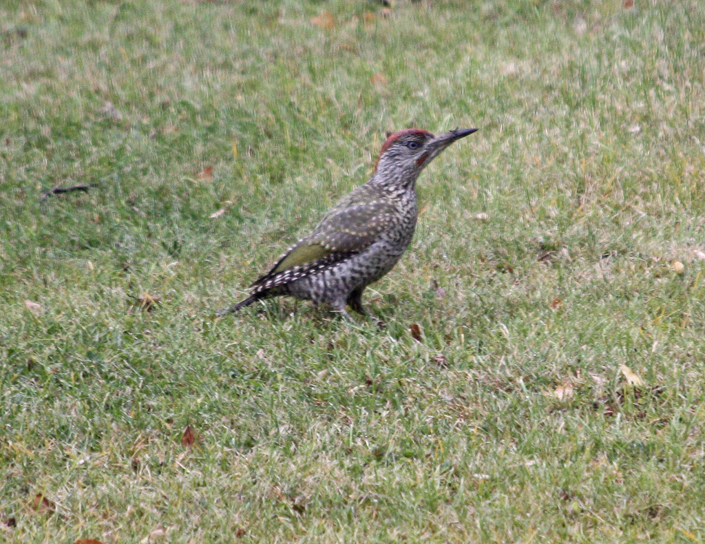 Juvenile Green Woodpecker by john shortland, on Flickr