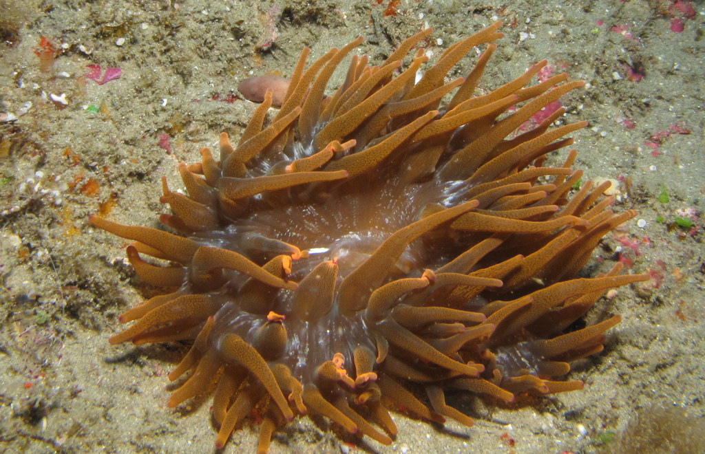 Brown sea anemone by Derek Keats, on Flickr
