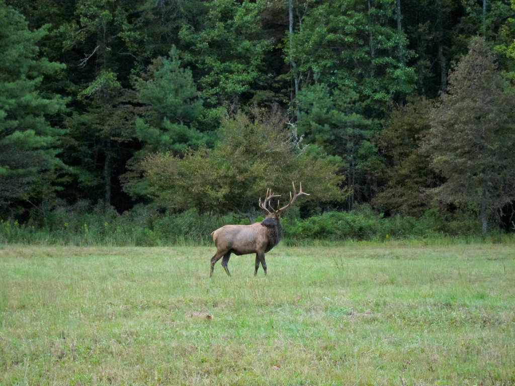 Elk in Great Smoky Mountains National Pa by MiguelVieira, on Flickr