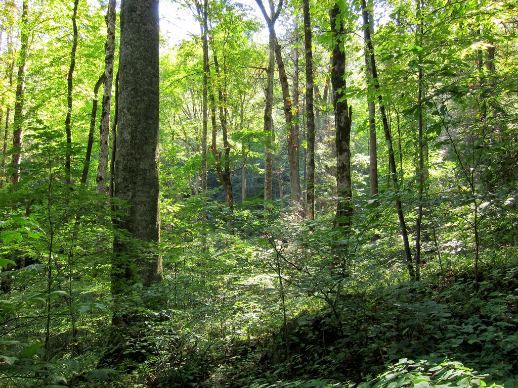 Forest on Baxter Creek Trail in Great Sm by MiguelVieira, on Flickr