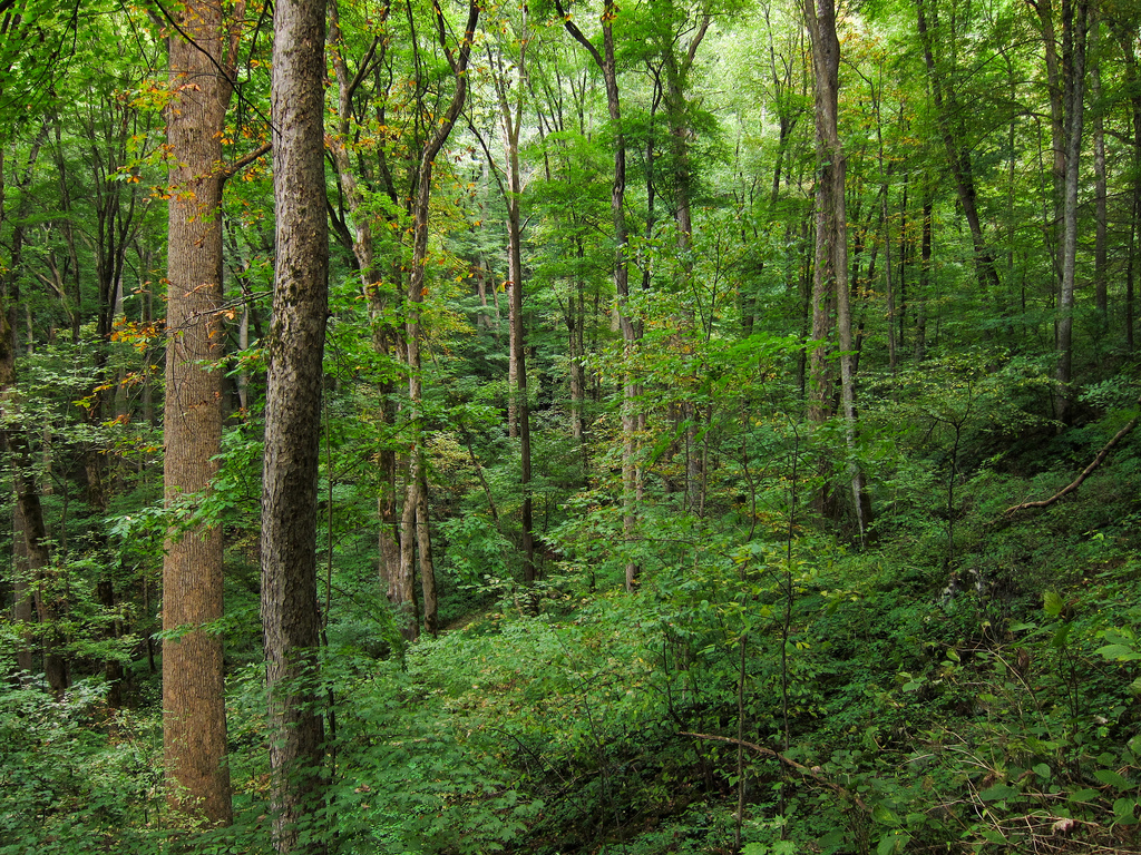 Forest on Baxter Creek Trail in Great Sm by MiguelVieira, on Flickr