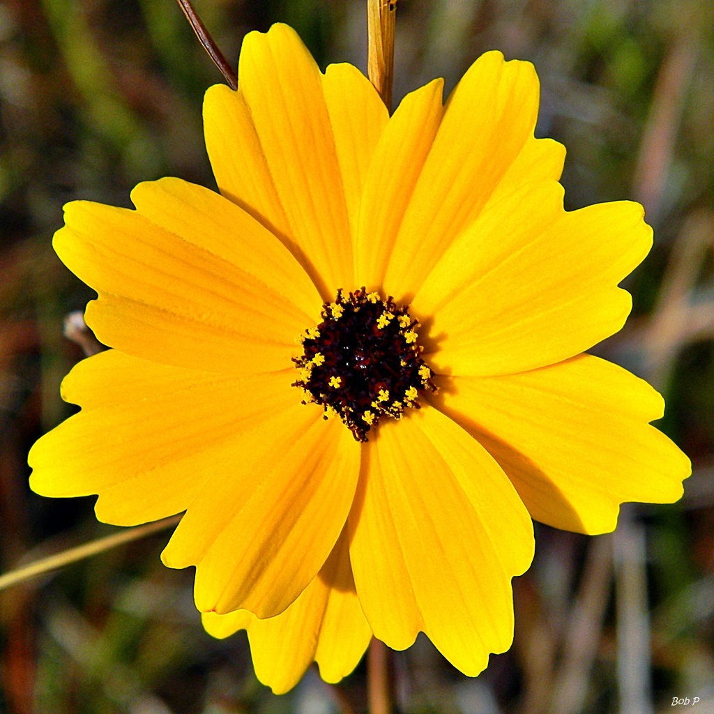 Florida tickseed (Coreopsis floridana) by bob in swamp, on Flickr