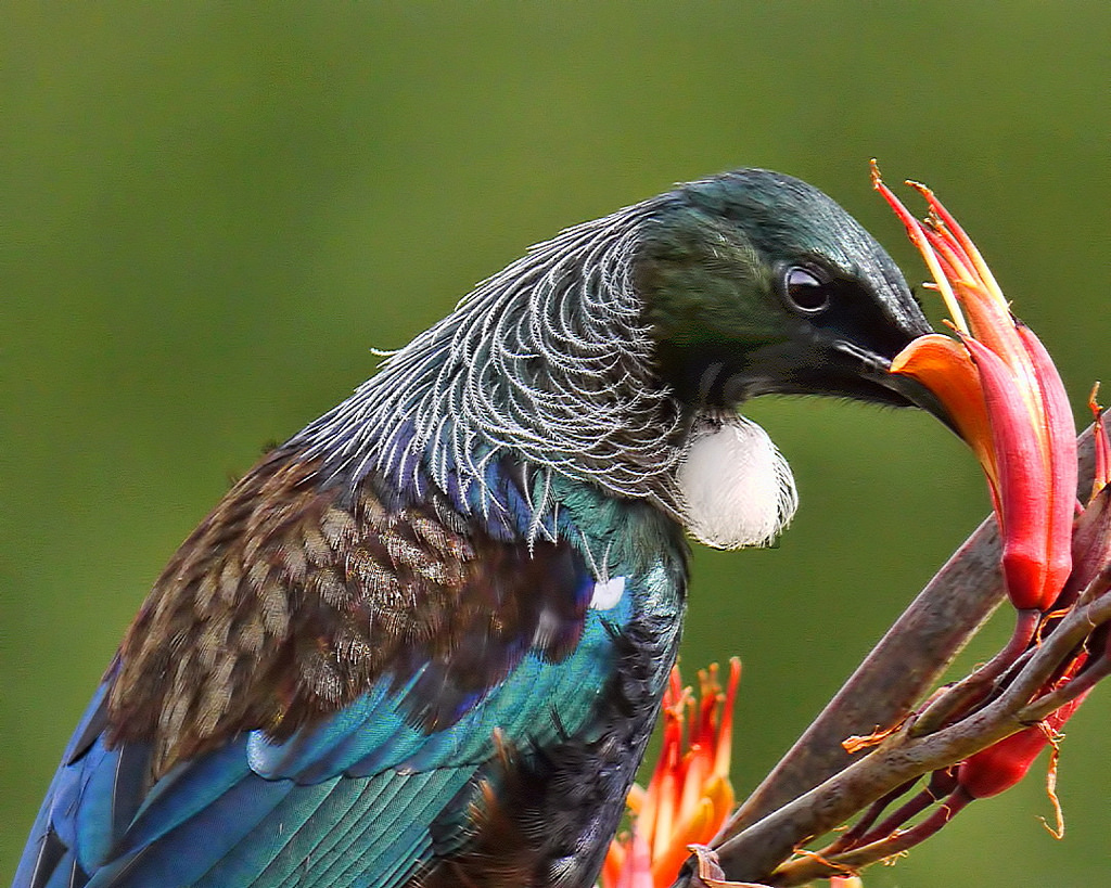Tūī feeding on Harakeke nectar by SidPix, on Flickr