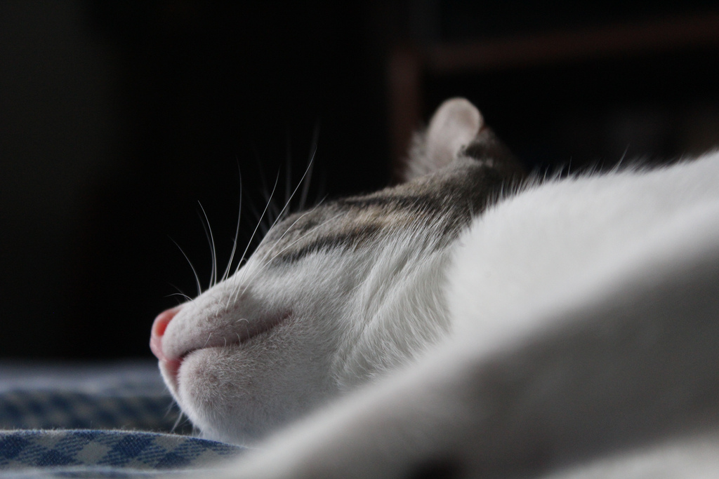Sleeping cat / Gato dorminhoco by dannyelbrazil, on Flickr