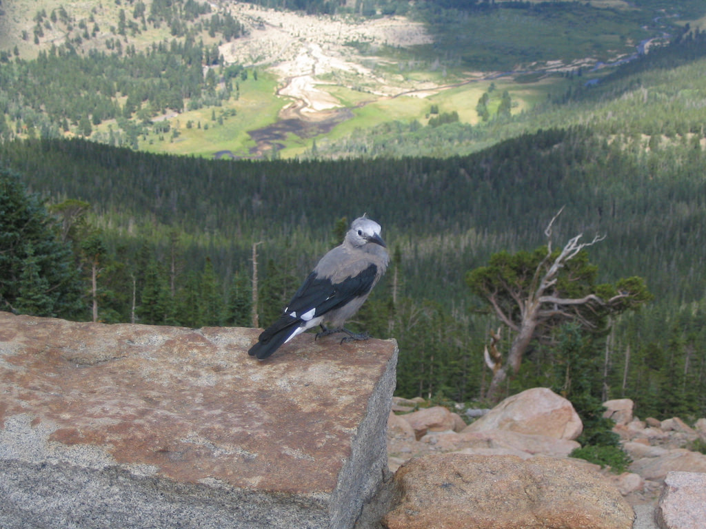 Bird Looking Down Upon Beaver Meadows an by Ken Lund, on Flickr