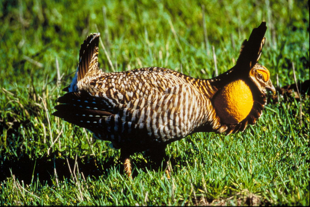 Attwater’s prairie chicken by USFWS Headquarters, on Flickr