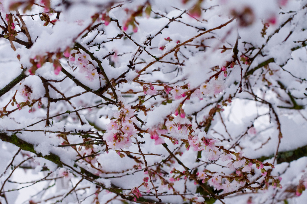 snow, sakura by bitmask, on Flickr