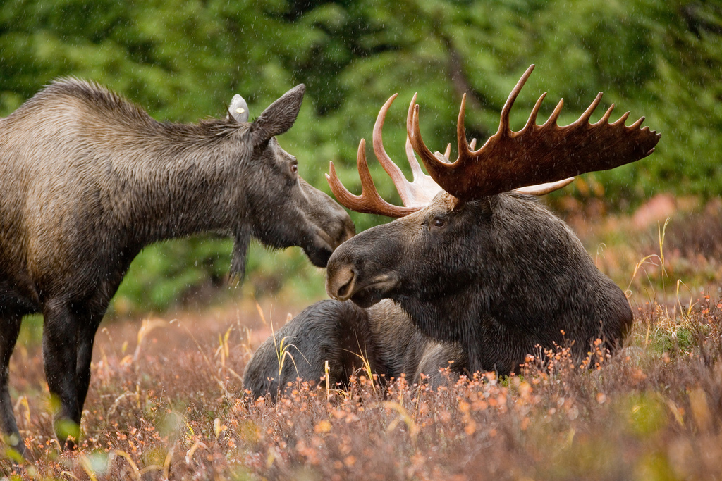 Alaskan moose pair by USFWS Headquarters, on Flickr