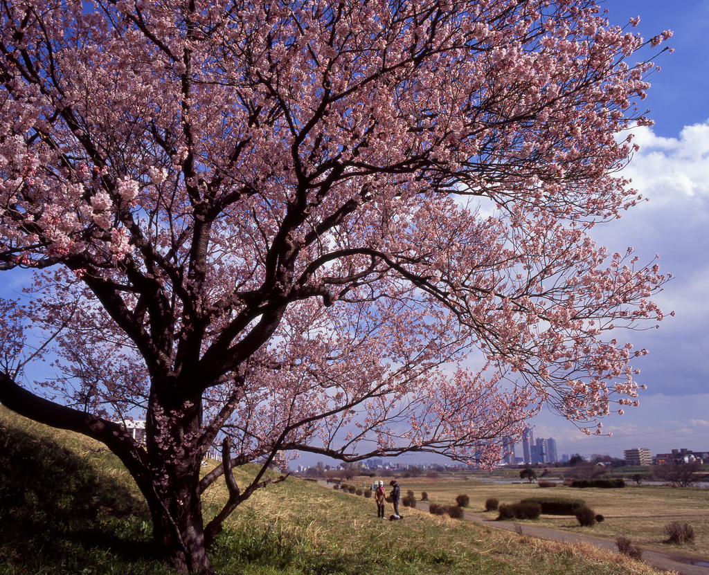 Sakura Tree by mrhayata, on Flickr