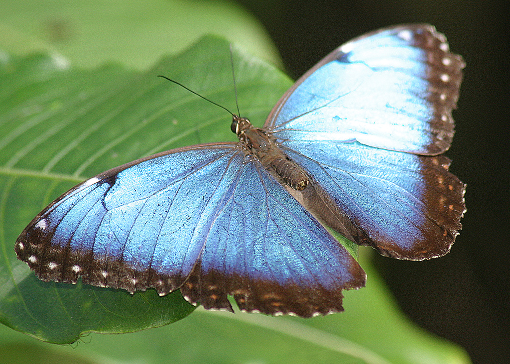 Blue Morpho Butterfly by DavidDennisPhotos.com, on Flickr