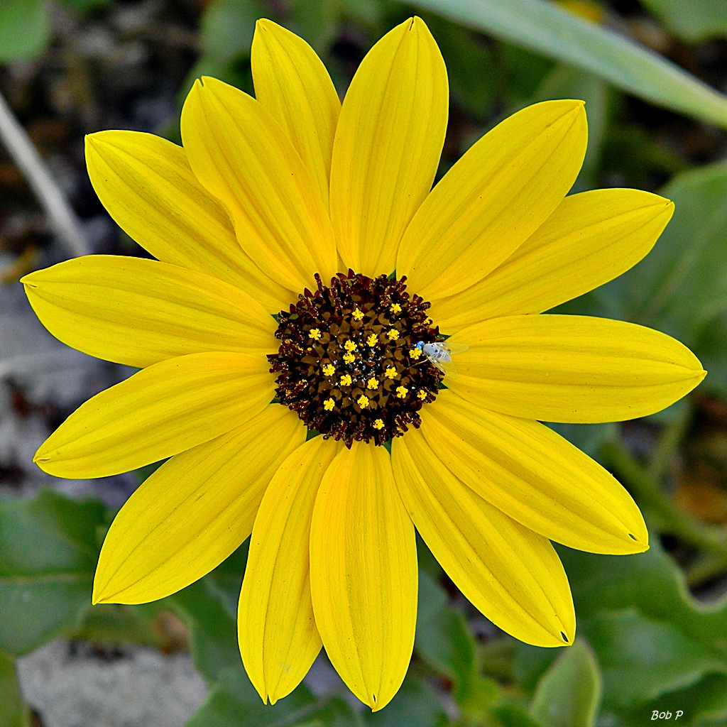 East Coast dune sunflower (Helianthus de by bob in swamp, on Flickr