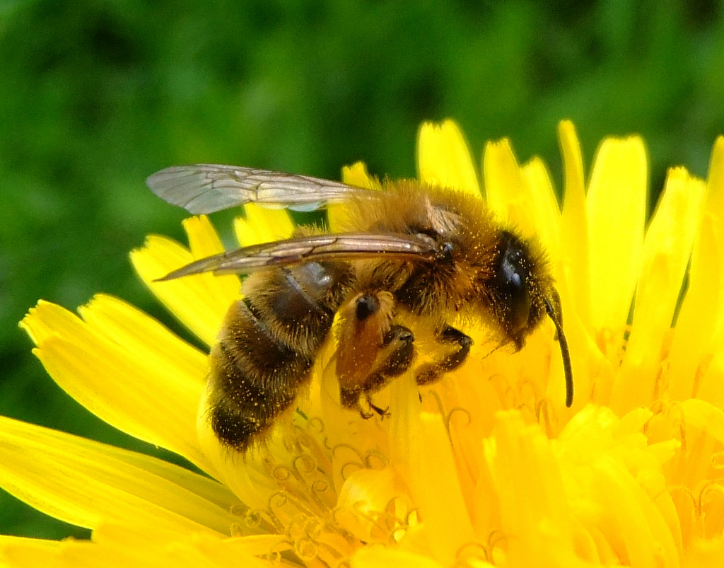 Honey bee on a dandelion, Sandy, Bedford by orangeaurochs, on Flickr