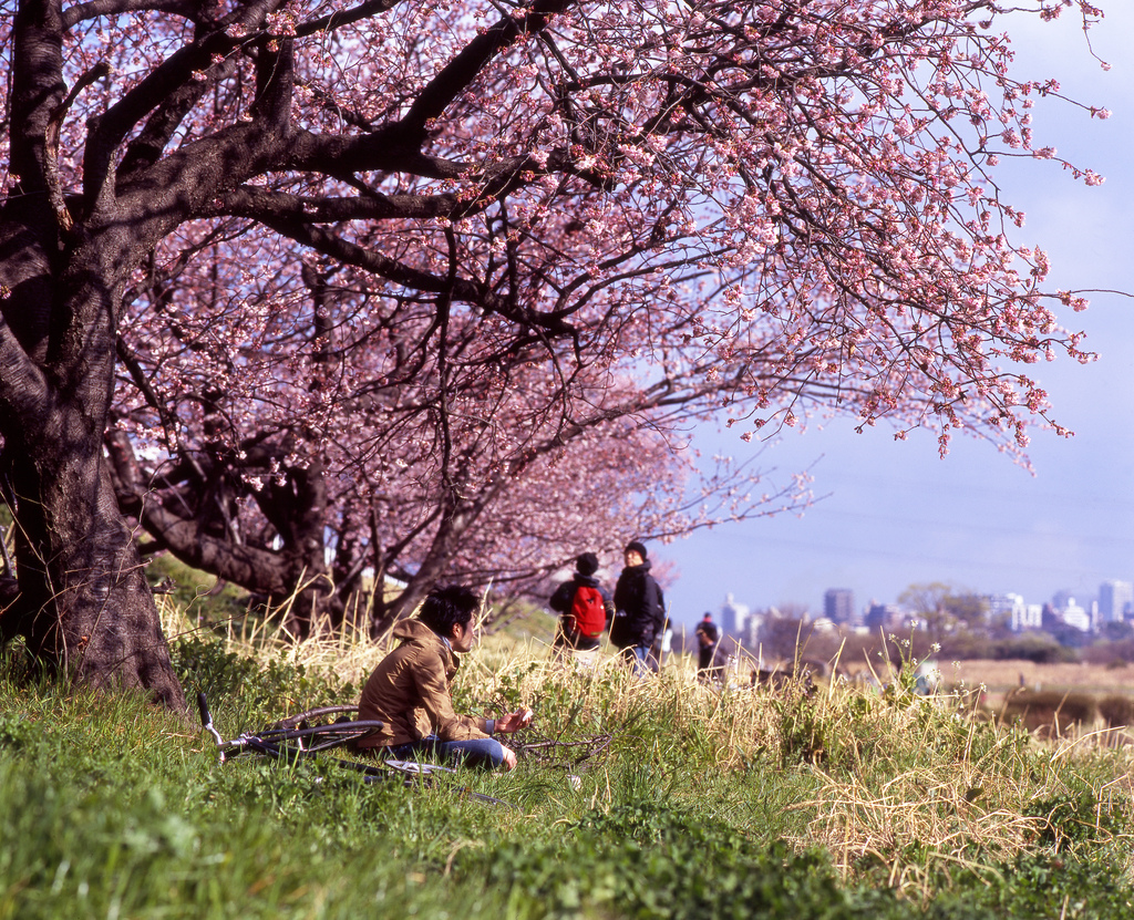 Under the Sakura Tree by mrhayata, on Flickr