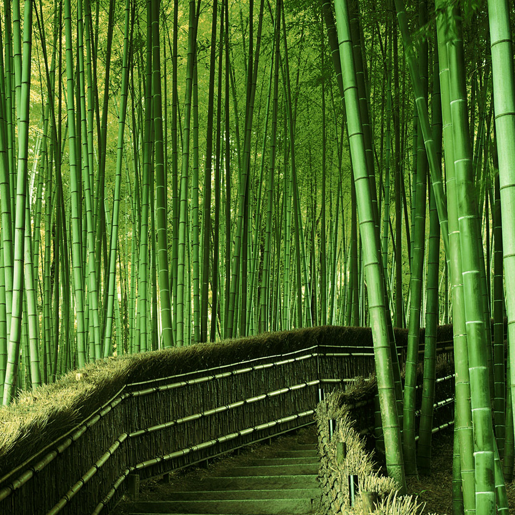 Bamboo Forest (2048) by Brett Jordan, on Flickr