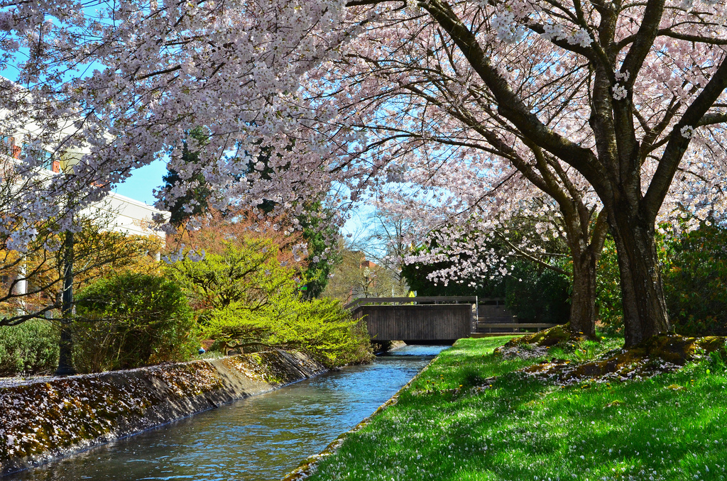 Sakura At Willamette University by Edmund Garman, on Flickr