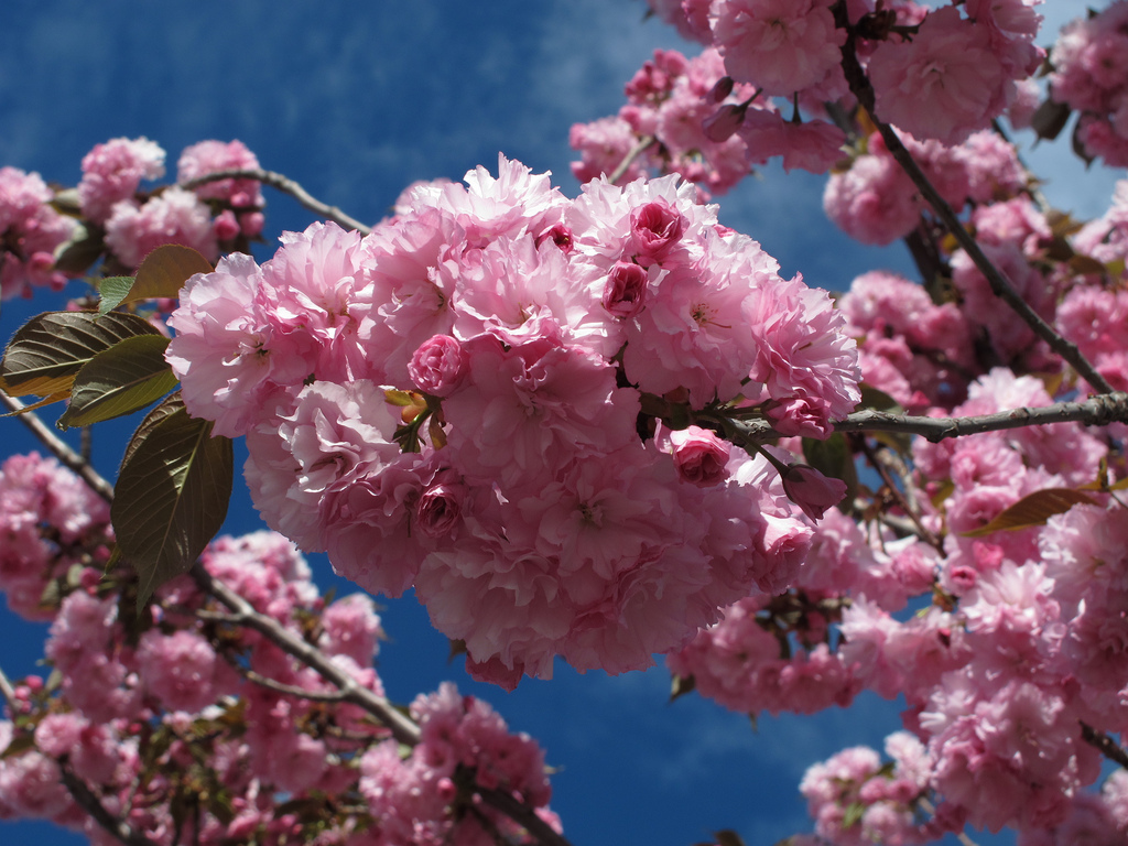 Sakura * Prunus serrulata by jacilluch, on Flickr