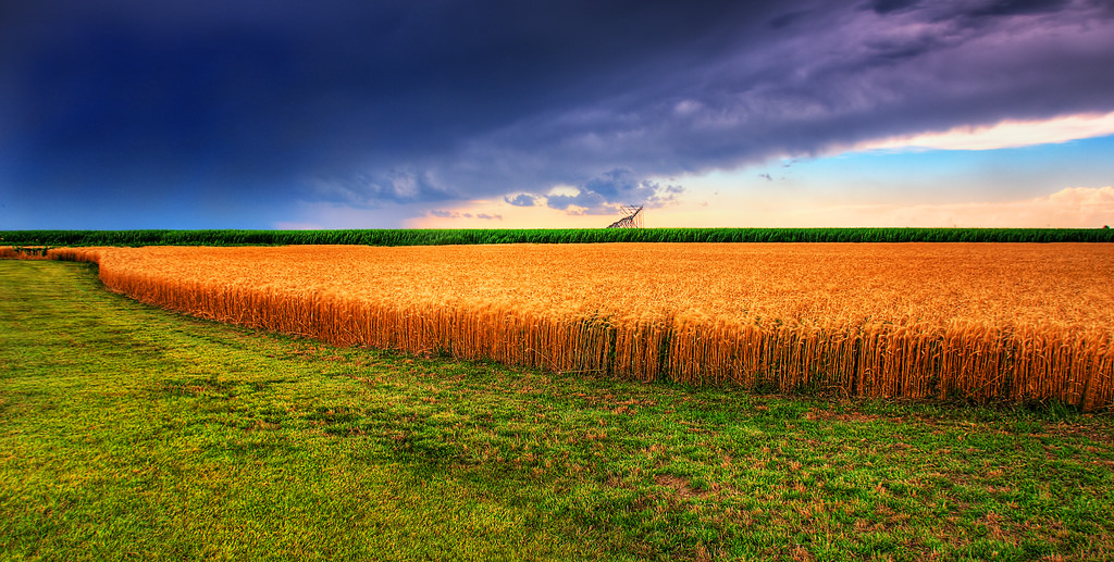 Kansas Summer Wheat and Storm Panorama by JamesWatkins, on Flickr