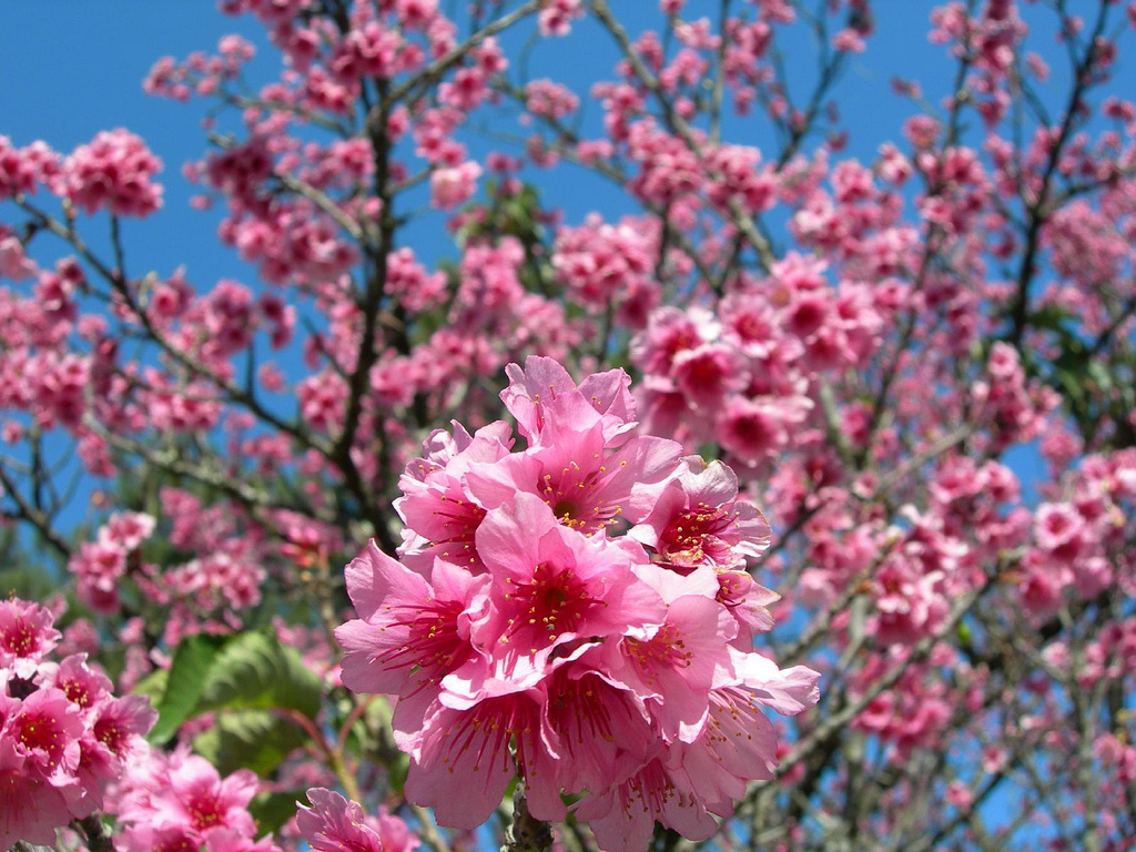 Sakura flowers by Chrys Omori, on Flickr