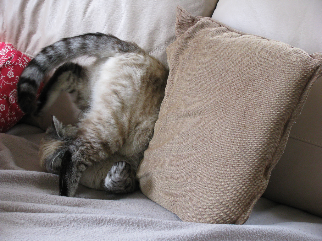 Cat sleeping upside down by Sjonarmerki, on Flickr