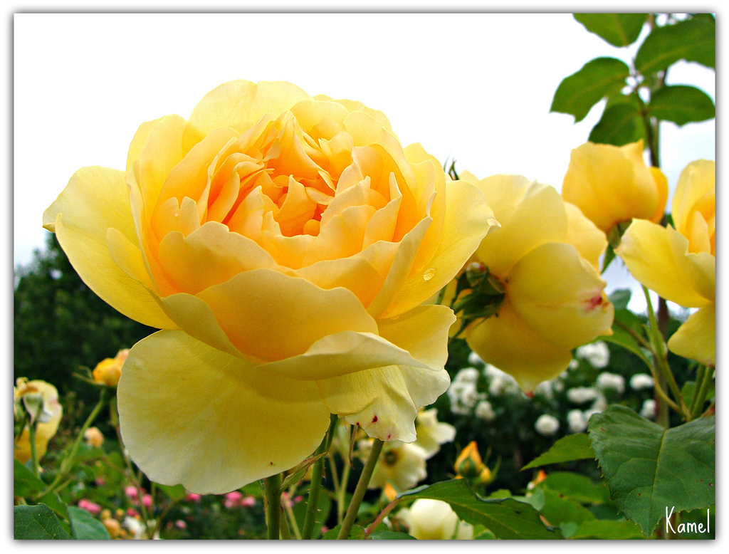 Les belles roses Jaune by PhotographyKamel-Ch, on Flickr