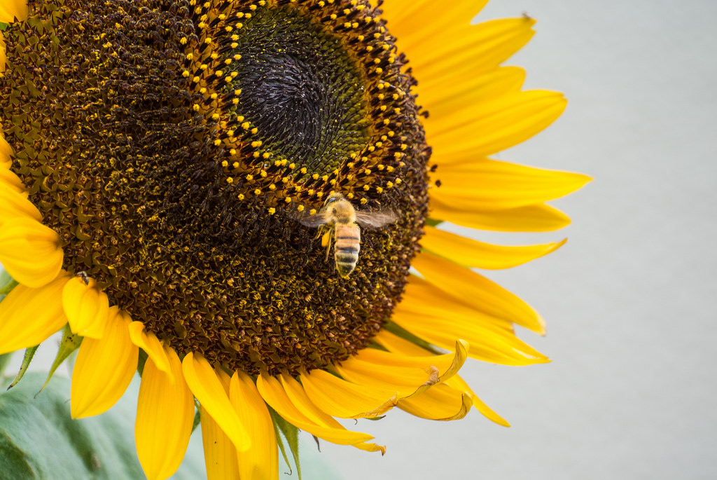 Bee and sunflower by 501622731plus1, on Flickr