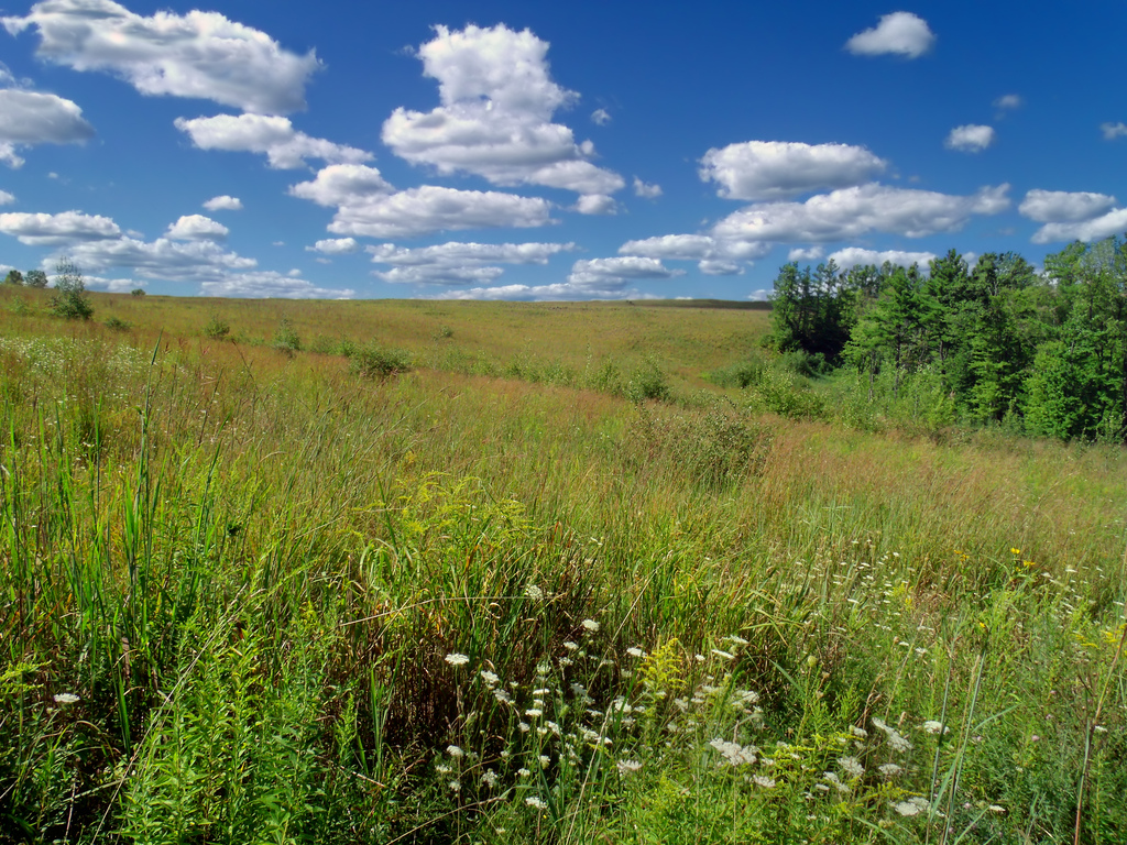 Prairie Walk (3) by Nicholas_T, on Flickr