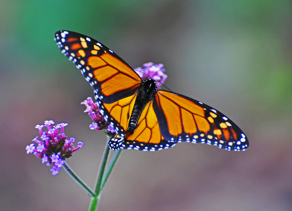 Monarch Butterfly (Danaus plexippus) by AcrylicArtist, on Flickr