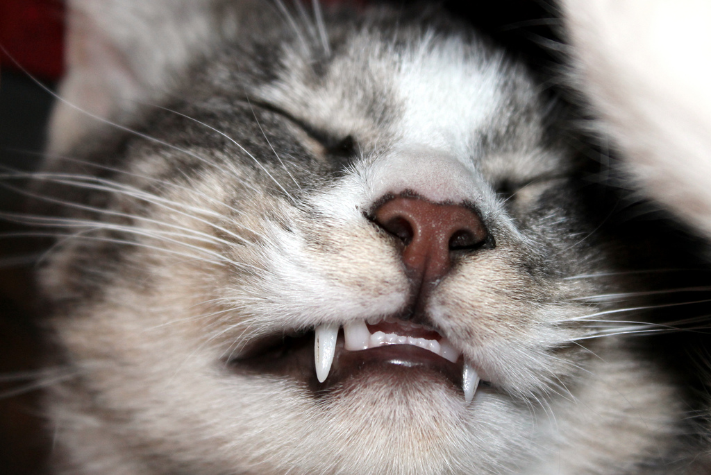 Cat teeth by barbourians, on Flickr
