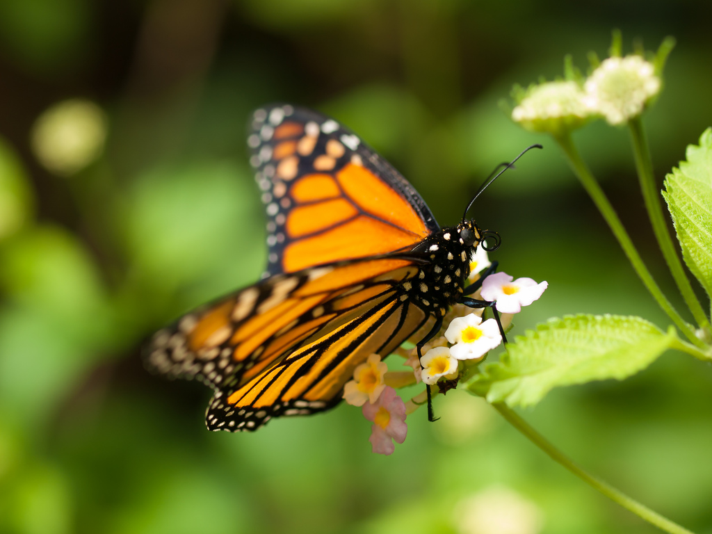Monarch Butterfly by wwarby, on Flickr