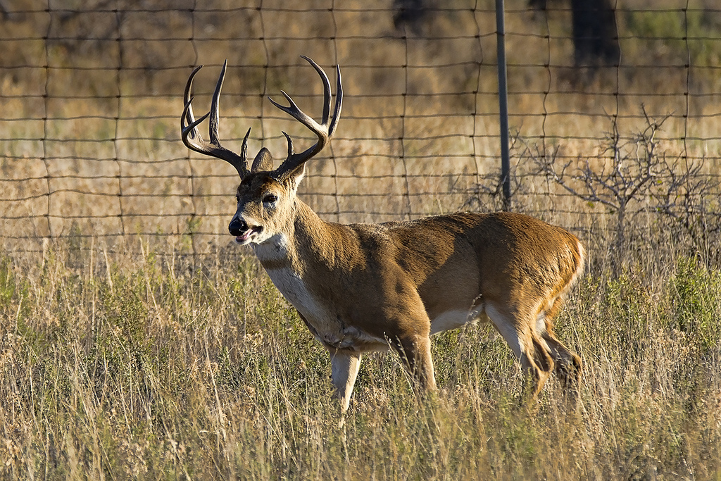 Whitetail Buck #4` by Larry Smith2010, on Flickr