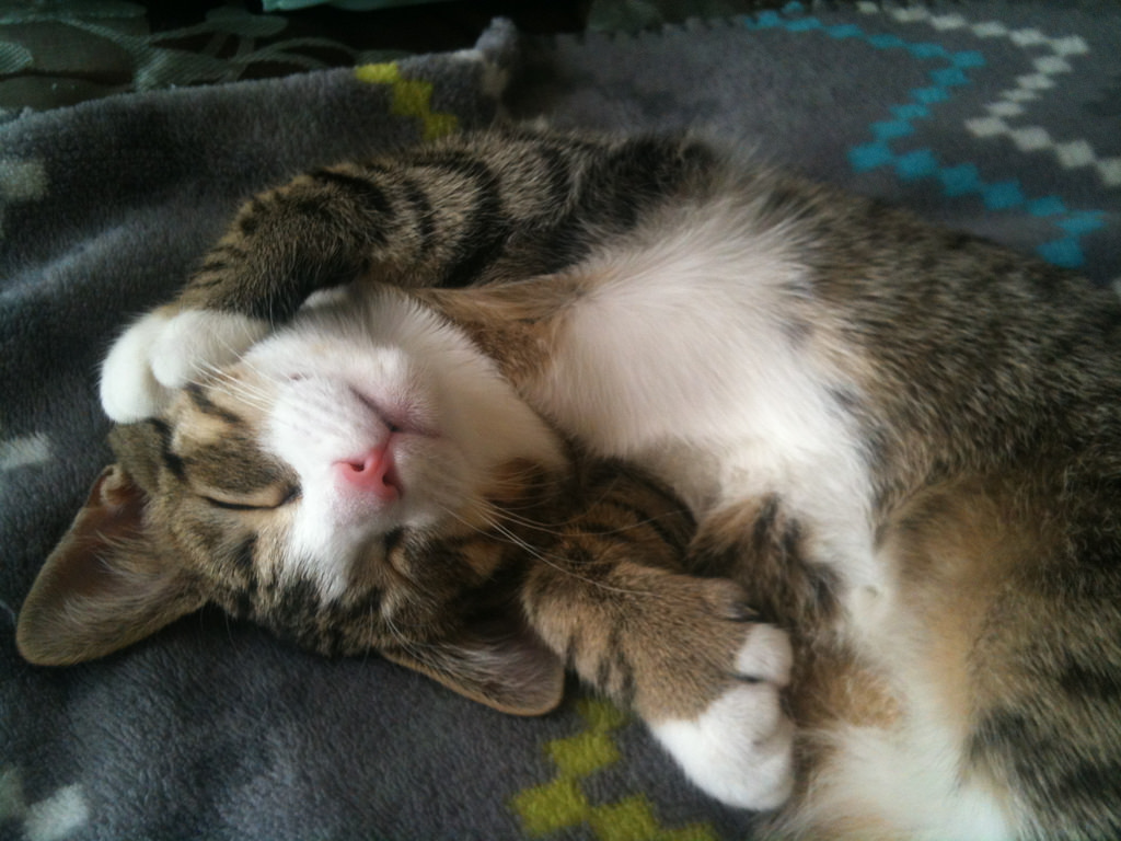 Amelia Kitten Sleeping by brownpau, on Flickr
